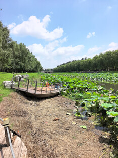 荷塘栈道美景