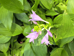 紫花绿叶玉簪花