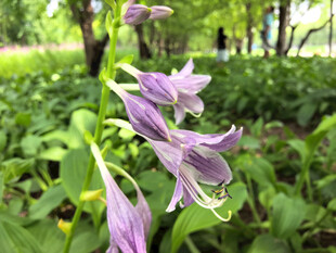 紫色玉簪花绽放于绿意间