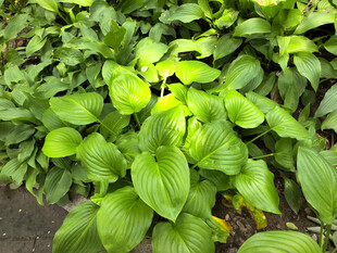 翠绿玉簪植物景观