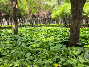 林间繁茂绿植景观