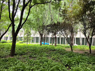 绿意盎然的林间景致
