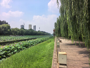 田园小径旁的葱郁风光