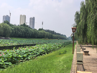 河畔荷塘边的惬意风景