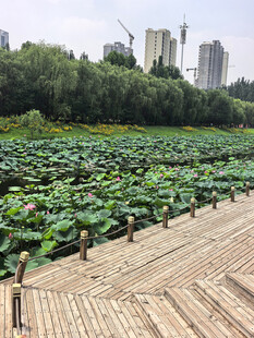 荷塘木栈道城市中的自然景