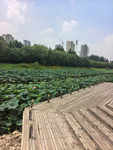 木栈道旁的大片荷塘景色