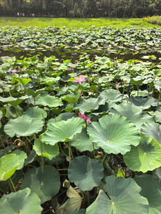 夏日荷塘莲叶荷花相映趣