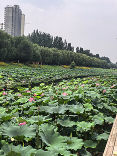 荷塘美景城市边的自然风光