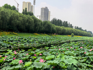 荷塘美景城市中的自然画卷