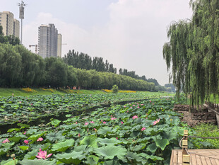 夏日荷塘美景