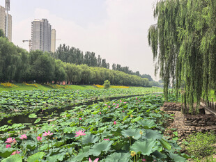 湖畔荷花与垂柳的美丽景致
