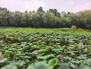 夏日荷塘美景