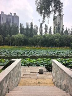 荷塘石桥畔的静谧景致