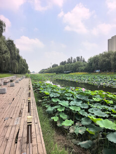 木栈道旁的荷塘美景
