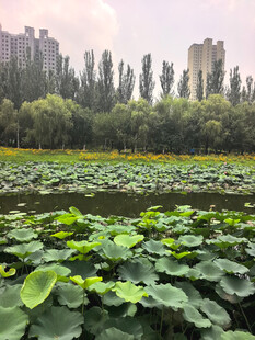 夏日荷塘绿意浓