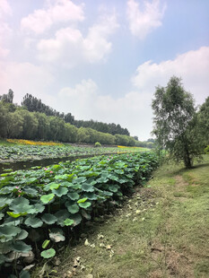 田园荷塘风光美景