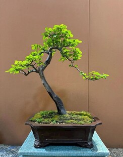 盆景