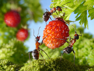 蚂蚁围绕红果忙碌瞬间