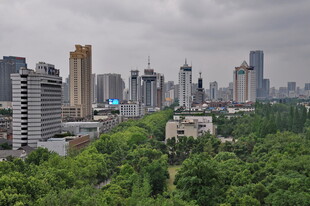 城市森林景观