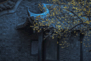 古建旁绽放的金黄树叶