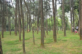 林间漫步场景