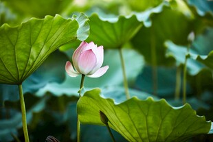 深圳洪湖公园荷花