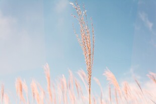 蓝天映衬下的粉色芦苇