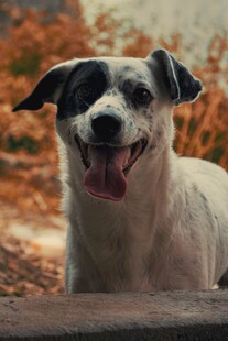 可爱斑点狗开心露齿笑