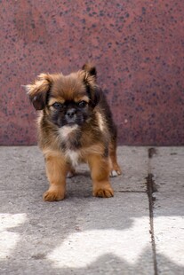 可爱小京巴犬站立地面