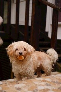 可爱小狗叼物站在室外