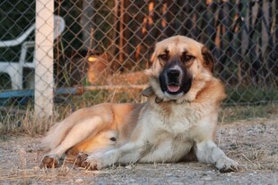 趴着的大型犬