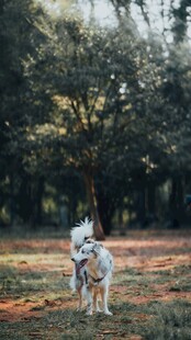 阳光下的狗狗与树林