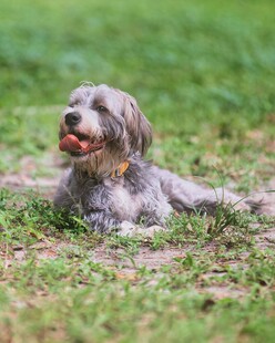 草地上惬意休憩的长毛犬