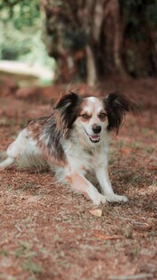趴在地上的可爱蝴蝶犬