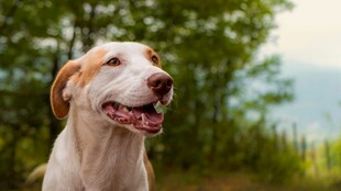 户外微笑的可爱斑点犬
