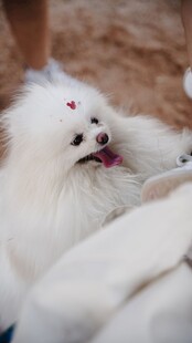 可爱白毛小狗俏皮模样