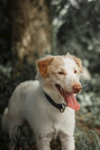 可爱白狗户外吐舌卖萌