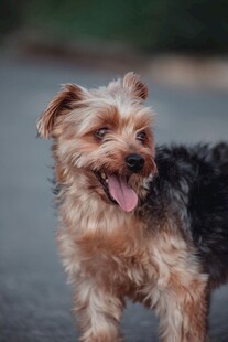 可爱约克夏犬张嘴吐舌
