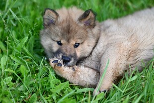 草地上的可爱幼犬