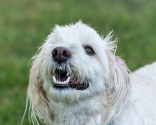 可爱白毛犬张嘴露齿瞬间