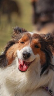 快乐三色犬吐舌微笑