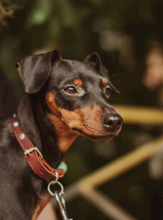 帅气杜宾犬佩戴精美项圈