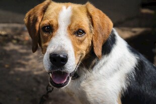 可爱三色犬开心露齿笑