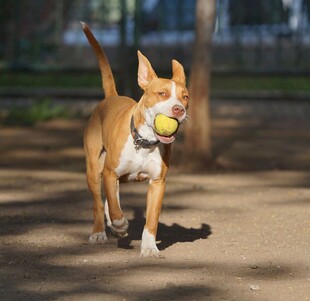 比特犬叼球欢快奔跑