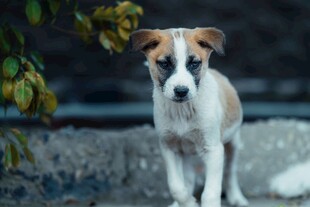 可爱小狗户外站立