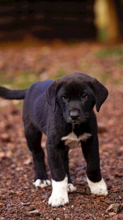 可爱黑犬漫步于落叶间