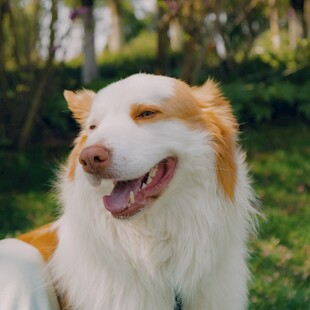 阳光下微笑的边牧犬