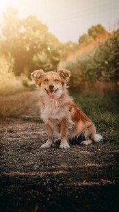 阳光下的可爱柯基犬