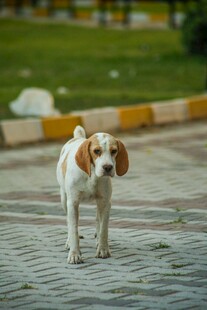 路上行走的可爱小猎犬