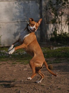 跳跃的棕犬